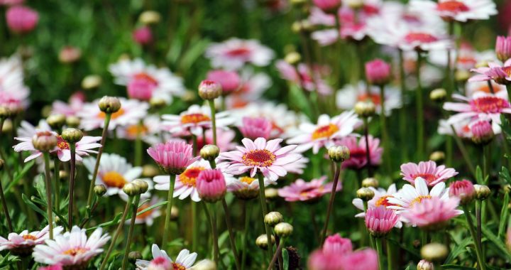 Nachhaltige Gartengestaltung – Tipps und Pflanzen für einen pflegeleichten Garten